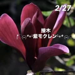 ①*:ஐかなり濃い黒紫花*:ஐ接木・マグノリア・モクレン・苗木【紫モクレン】4号 m72763099731_1.jpg?1772185827