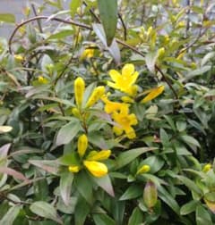 カロライナジャスミン 常緑つる性植物 苗木のサムネイル