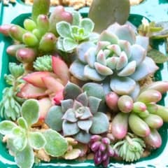 大人気♡ プロリフェラ・ベルバラロンギシマ・ルエラ入り 寄せ植えミニセットのサムネイル
