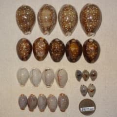 貝殻標本】千葉県産 タカラガイ 宝貝 生態採集品 - メルカリ