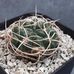 ギムノカリキウム　白刺多花玉　実生#3サボテンのサムネイル
