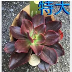 多肉植物① 特大 レア品種 多肉植物エケベリア オータムフレイム 大苗 