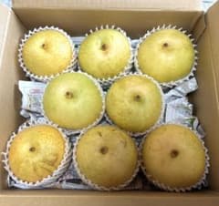 特売‼️信州松川町産　二十世紀梨中〜大玉　訳あり大玉B品　箱込み4.5〜4.9kg - 4