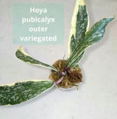 Hoya pubicalyx outer variegated - メルカリ