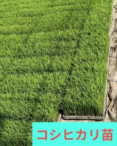コシヒカリ苗 水稲苗 稲苗 田植え苗 稲作 米作り - メルカリ