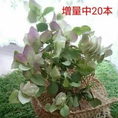 増量20本 オレガノケントビューティー ドライリーフ ドライフラワーのサムネイル