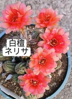 98-ネリサ群生苗 超人気白檀 花サボテン カキコたくさん - メルカリ