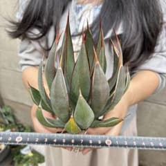 848 アガベ マンガベ「プレイングハンズ」極上株美株 迫力株 - メルカリ