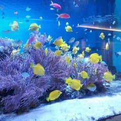 chic様専用ページのサムネイル