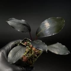 Bucephalandra sp. Dark Africa - メルカリ