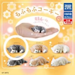 【新品未開封】もふもふコーギー まるまるA ガチャガチャのサムネイル