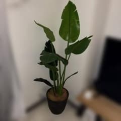 人工観葉植物 ストレリチア フェイクグリーン 鉢植えのサムネイル