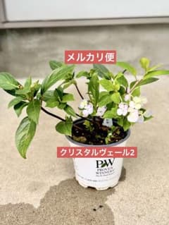 【正規品】紫陽花 PW ラグランジア クリスタルヴェール2のサムネイル