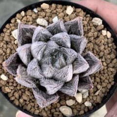 多肉植物 ハオルチア 白雪絵巻錦 - メルカリ