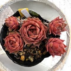 多肉植物　センペルビウム　プラムパフェ　No.67【黄】 多肉植物 センペルビウム プラムパフェ No.67【黄】 - メルカリ