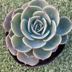 七福神抜き苗 - メルカリ