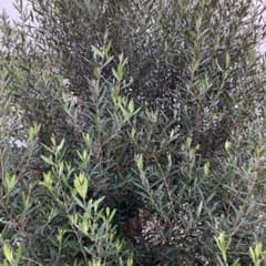 オリーブの木 苗木 常緑樹 庭木・挿し穂メルカリボックス入るだけ