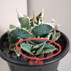 アガベ チタノタ ホホジロザメ 大白鯊 lize血統 - メルカリ