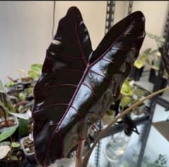 アロカシア ブラックサタン ピンクボーン 芋 - メルカリ