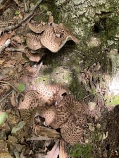 朝とれ　信州産　香茸　1キロ　大小詰め合わせのサムネイル