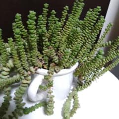 多肉植物   小米星  10カットのサムネイル