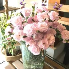 インチメリーカーネーション　ダイアンサス　チビ苗　蕾付き♡ 1苗のサムネイル