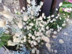 バニーテール種　120粒のサムネイル