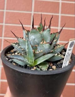 k*i様 アガベハイブリッド BB×エボリスピナ仔株（ジェレミー株