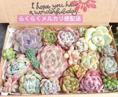 02. 多肉植物カット苗詰め合わせ　寄せ植えセット♡のサムネイル