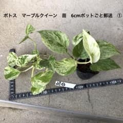 ポトス　マーブルクイーン　苗　6cmポットごと郵送　①のサムネイル