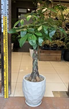 パキラ アクアティカ ねじり ファイバー鉢 お皿付き - メルカリ