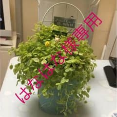 鉢カバー(ブルー)のサムネイル