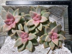 桜牡丹　多肉植物　カット中苗のサムネイル