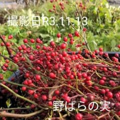 野ばらの実　約20センチ　50本のサムネイル