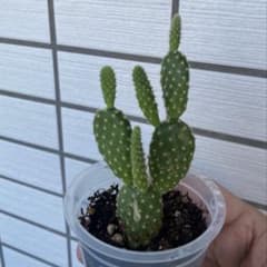 ❤️観葉植物❤️】金烏帽子 キンエボシ サボテン バニーカクタス 抜き