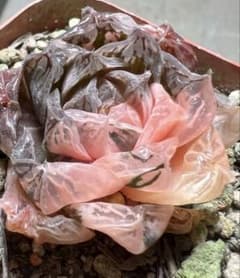 O*Z様 多肉植物 ハオルチア 赤月姫オブツーサ錦 初出品 鮮明錦 極上斑