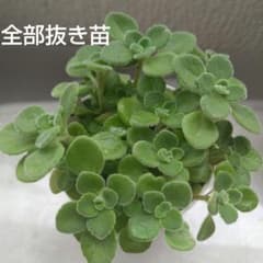 たっぷり♡アロマティカス⑥抜き苗鉢内全部！しっかり根付き苗♪Gよけ