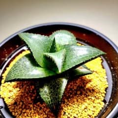 レア 大きめ 大型雷燐 達磨ピンク2 多肉植物 ハオルチア アロエ