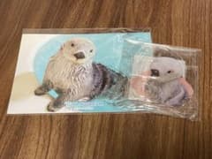 カプくじ鳥羽水族館 ラッコのメイちゃんくじ リターンズ キラちゃん