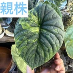 【芋】 アロカシア　メロ　オーレア　斑入り　新芽あり アロカシア メロ オーレア 斑入り 芋1つ - メルカリ