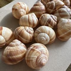 貝殻 9個セット 自然素材のサムネイル