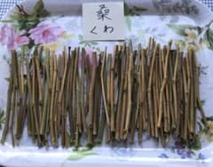 かじり木 桑の木2023 極細のサムネイル