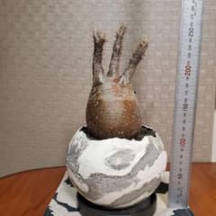 パキポディウム　グラキリス　現地球株　発根済のサムネイル