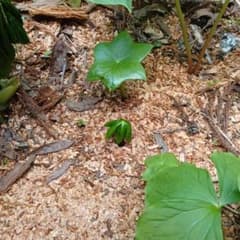 山野草　台湾ハッカクレンのサムネイル