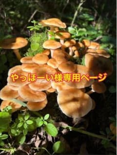 やっほーい様専用ページのサムネイル