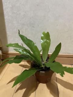オオタニワタリのサムネイル