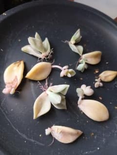 値下げしました！どっさり朧月 葉挿し 発根済み 複数セット 鉢の1/4　②のサムネイル