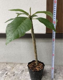 プルメリア 苗木 根付き 発根済み ハワイ 南国 観葉植物 インテリア グリーンのサムネイル