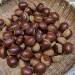 新鮮な栗(利平栗:大粒)　　　　　　　１Ｋg　収穫分ずつ順次出荷‼️のサムネイル