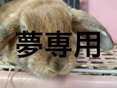 夢専用のサムネイル